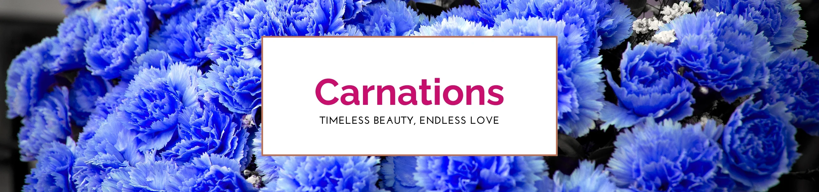 Carnations