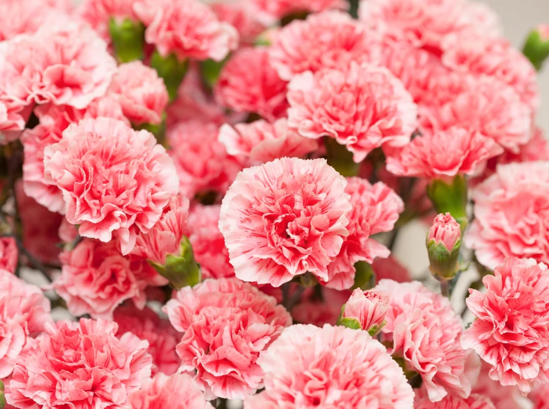 Fresh Carnations in Udaipur