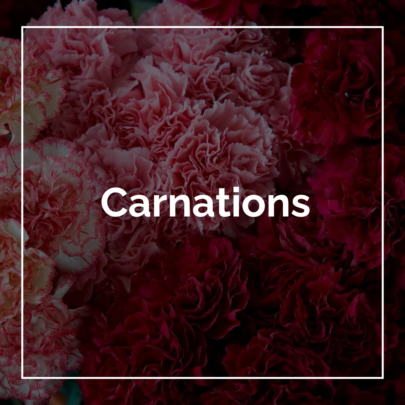 Carnations