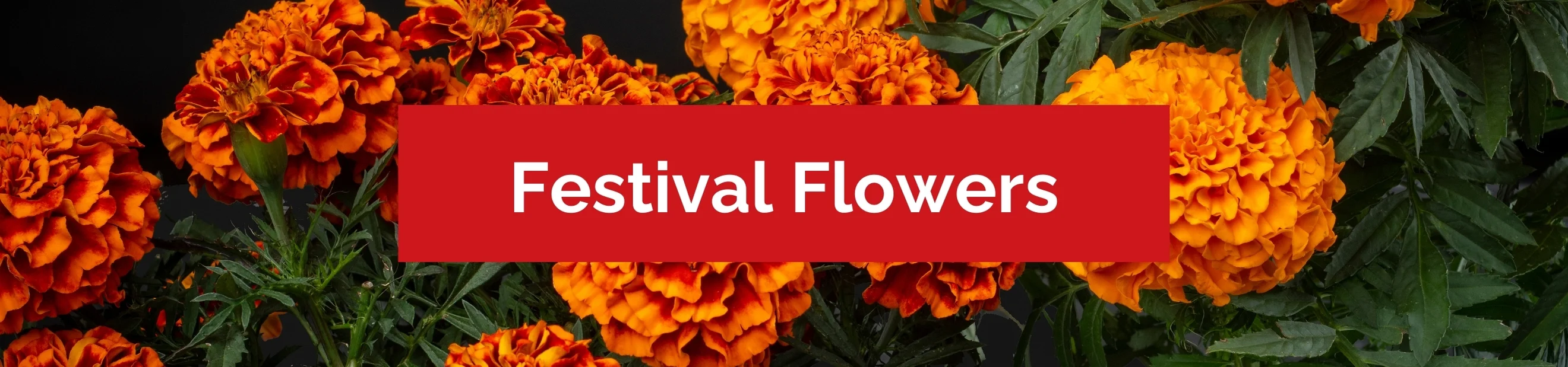 Festival Flowers
