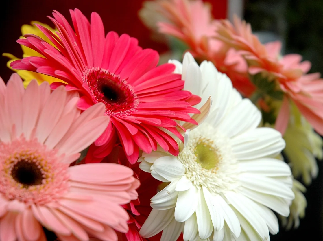 Fresh Gerbera Flowers in Udaipur