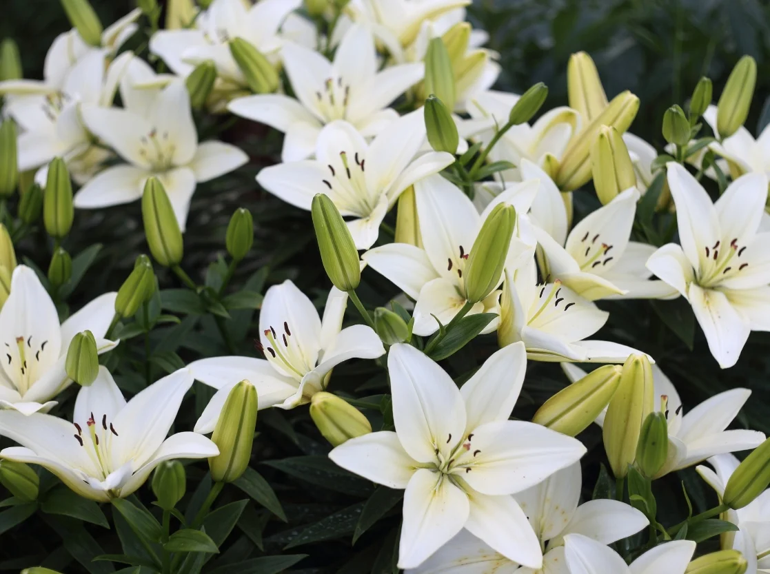 Fresh Lilies in Udaipur