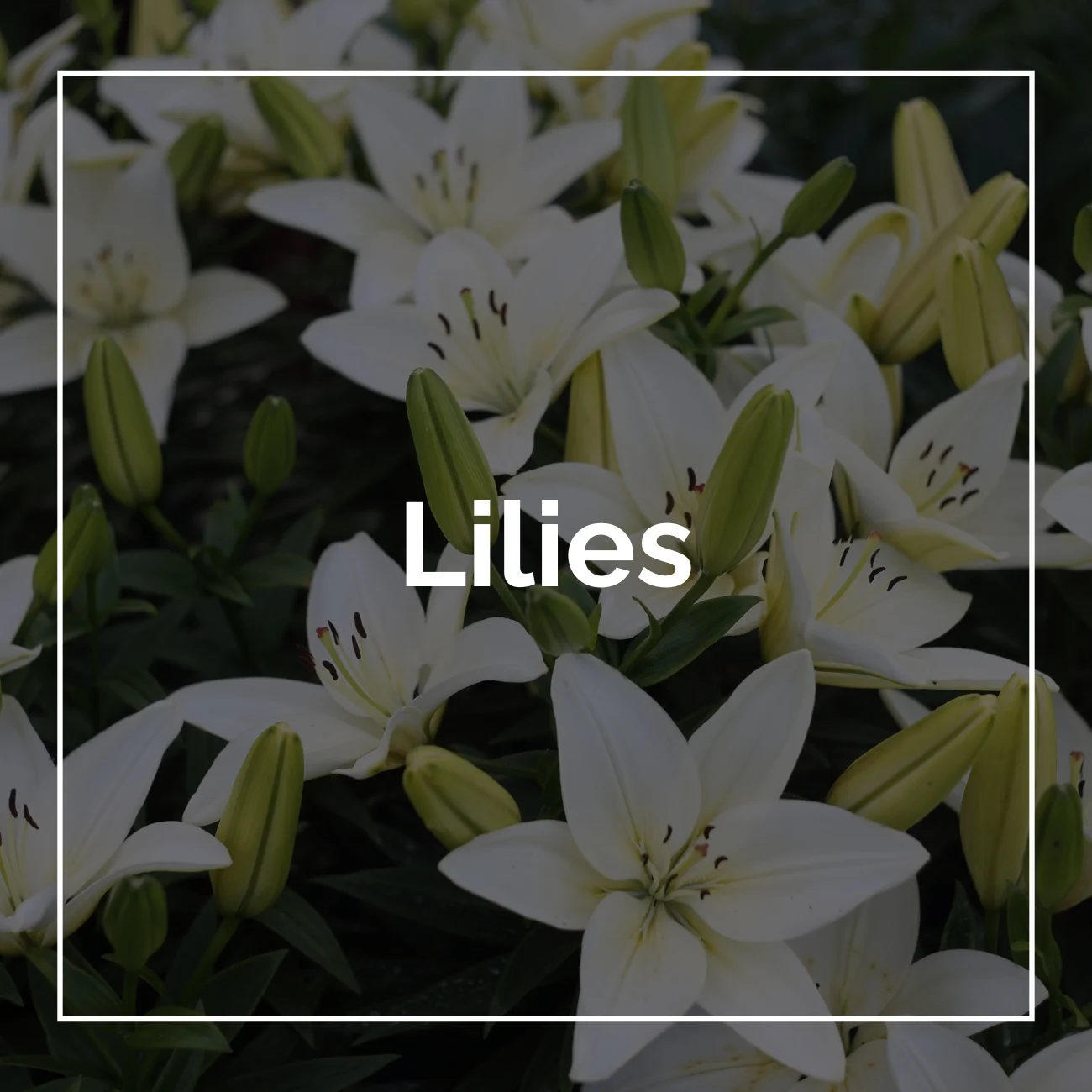 Lilies