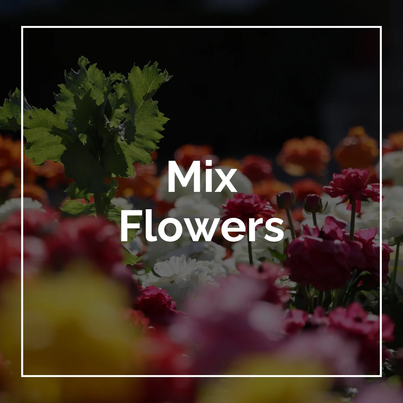 Mix Flowers