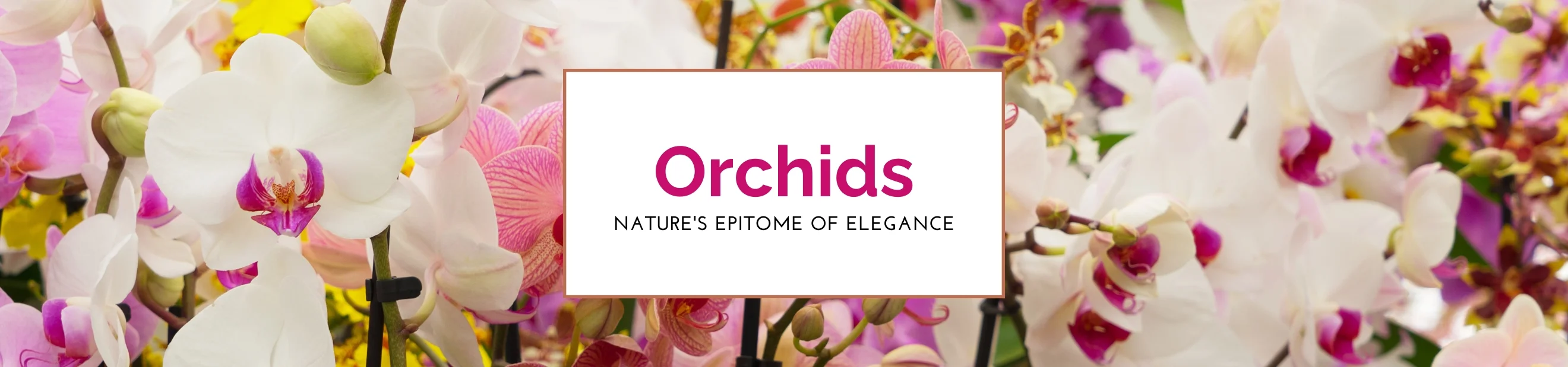Orchids