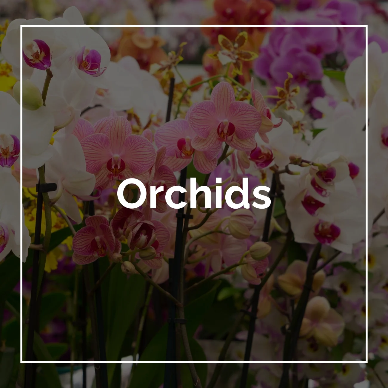 Orchids
