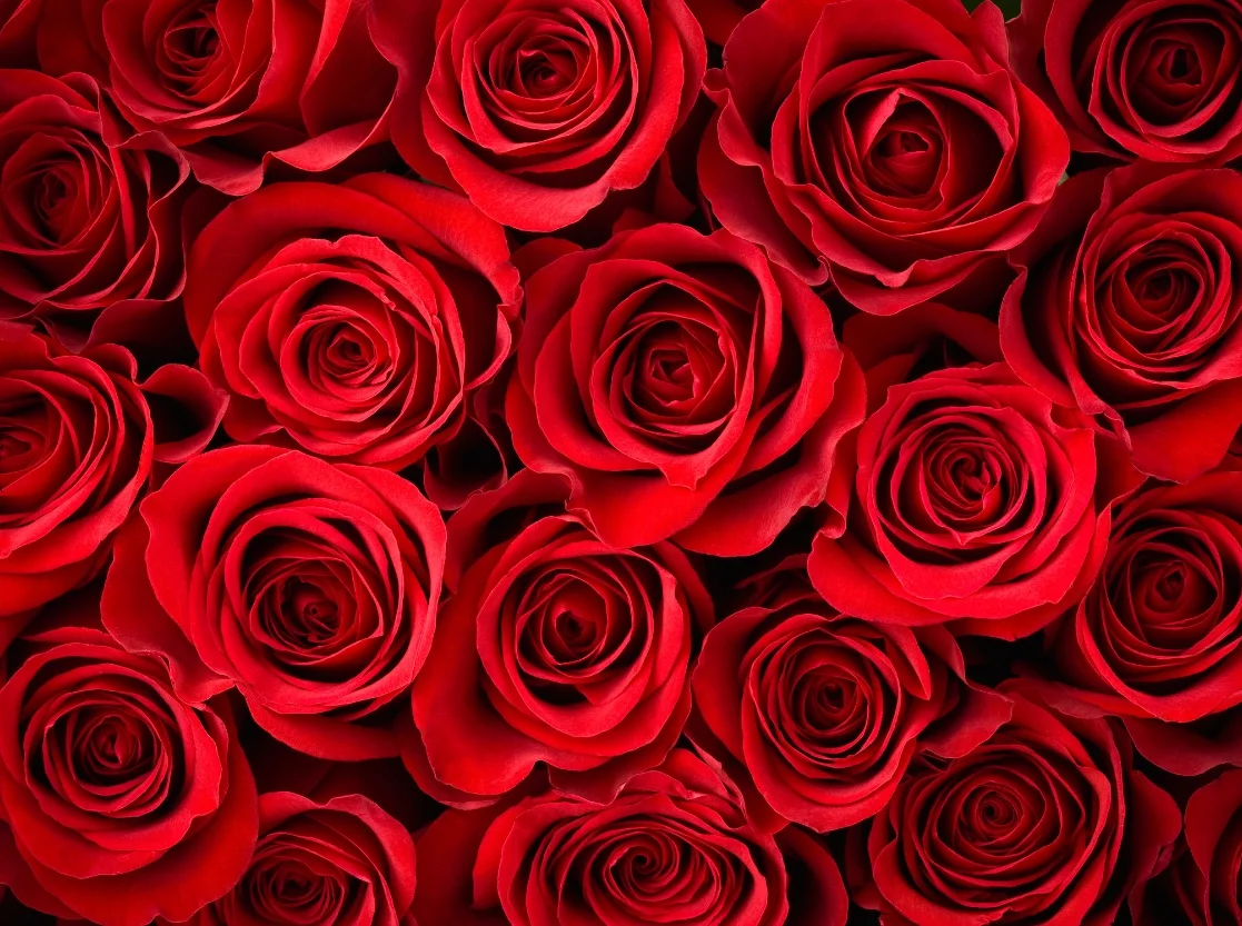 Fresh Roses in Udaipur