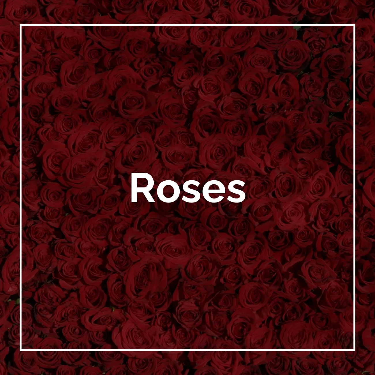 Roses